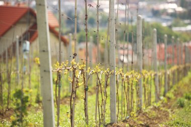 Dağ yamacında güneş ışığı altında, arka planda küçük bir kasabanın bahçesinde genç bir üzüm bağı. Meyve yetiştirmek ve şarap yapmak. Avrupa 'da şarap üretimi. Yeni sarmaşıklar perspektifle sıralanır.