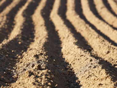 Ormanın kıyısındaki tarlaların izleri. Ekin ekmek için bedava toprak. Tarım işi. Teknoloji ve raschivaniya yemeği. Mevsimlik saha işleri. Çiftlik arazisi. Toprağın kalitesi.
