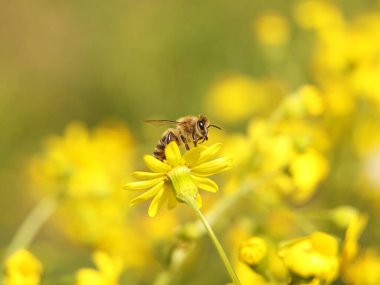 Bir arı, sarı bir kır çiçeğinden nektar toplar. Bulanık bir geçmişi olan bir bitkinin makro böceği. Hasat. Bitki çiçeklerinin tozlaşması. Ilıman bölgenin Flora ve Fauna 'sı. Doğal.