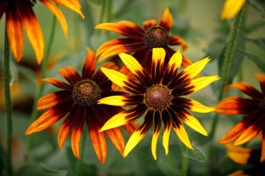 Çiçekli sarı bir rudbeckia çalısı Yazlık bir bahçede güzel cilt bakımı ile.