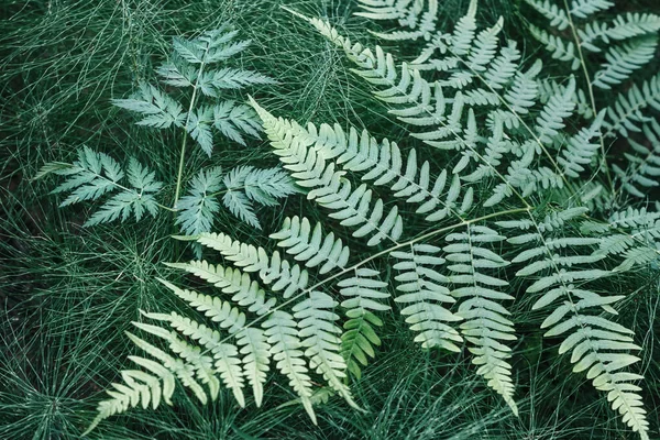 Close Groen Verlaat Fern Natuur Groene Plant Patroon Achtergrond Textuur — Stockfoto