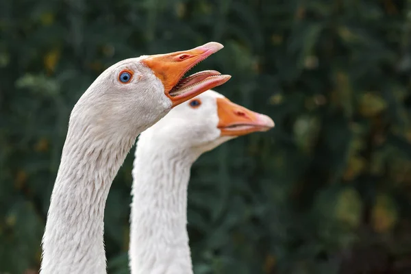 Pair Gooses Dark Green Background Aggressive Male Goose Angry Hissing — Stock Photo, Image