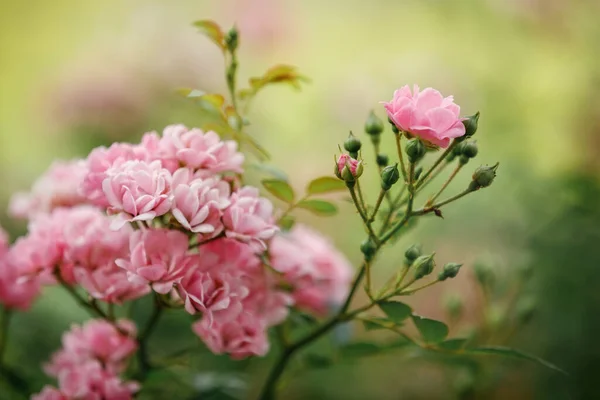 정원에서 아름다운 분홍빛 장미는 야외에서 자라는 미술의 배경을 만들어 냅니다 — 스톡 사진
