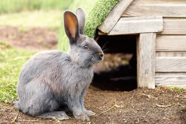 A gray big rabbit with straight ears squats outside near his habitation in summertime.