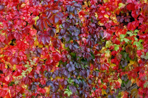 Parthenocissus Quinquefolia Uva Videira Outonal Colorido Folhagem Covering Jardim Parede — Fotografia de Stock
