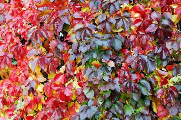 Hojas Coloridas Rojas Verdes Una Enredadera Virginia Parthenocissus Quinquefolia —  Fotos de Stock