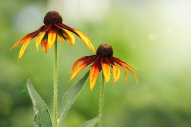 Güzel peri masalı sarı rudbeckia hirta kara gözlü Susan ayçiçeği soluk açık yeşil arka planda. Fotoğraf hediye kartı olarak uygun, metin için boş yer var..