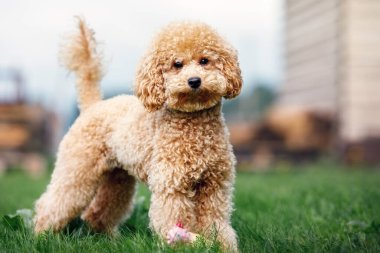 Açık kahverengi bir köpek yavrusunun portresi çimlerin üzerinde duruyor ve kameraya bakıyor..