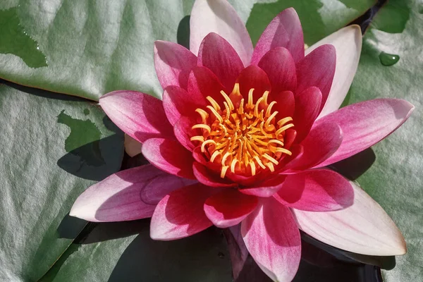 Beautiful blooming big red water lily lotus flower with green leaves in the pond. Top view.