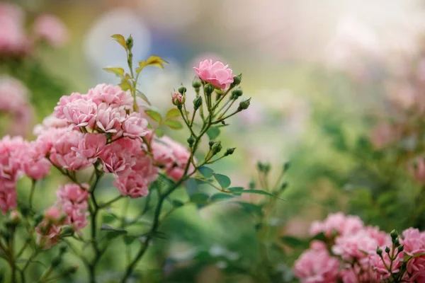 Vacker Rosa Polyantha Rose Även Känd Som Fairy Rose Blommar — Stockfoto