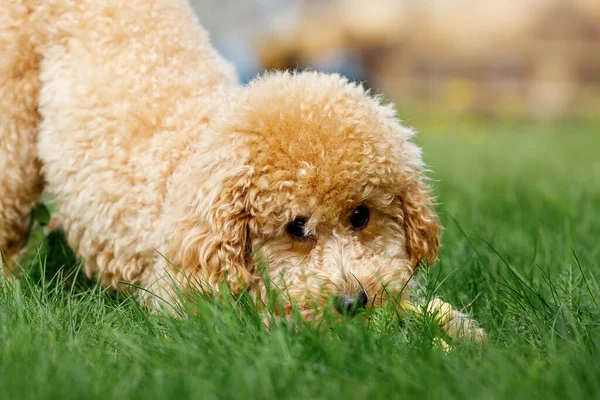 Lindo Cachorro Caniche Está Jugando Escondido Hierba —  Fotos de Stock