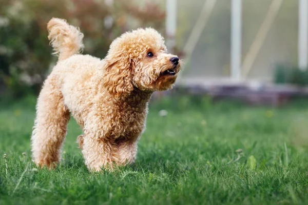 Poodle Walking Green Grass Puppy Keeps His Yard Bark — Stockfoto