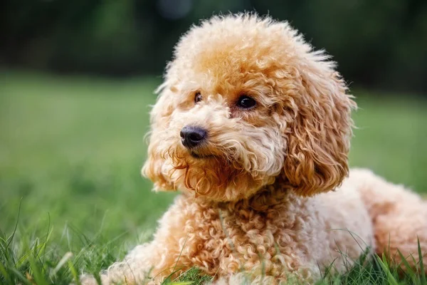 Small Cute Puppy Toy Poodle Green Grass — Stock Photo, Image