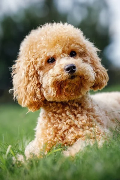 Cute Brązowy Pies Rasy Pudla Zabawki Leżą Trawniku Wygląda Aparat — Zdjęcie stockowe
