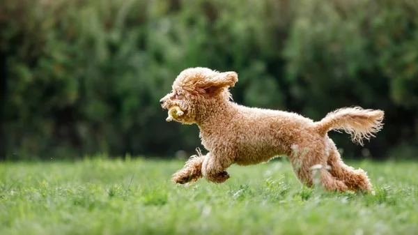 Cute Mały Złoty Kolor Pies Działa Figlarnie Zielonym Trawniku Parku — Zdjęcie stockowe