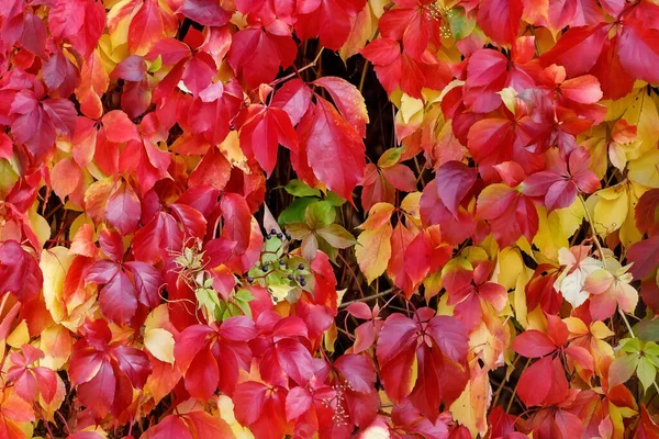 Colores Otoñales Del Parthenocissus Tricuspidata Trepando Sobre Una Pared Jardín —  Fotos de Stock