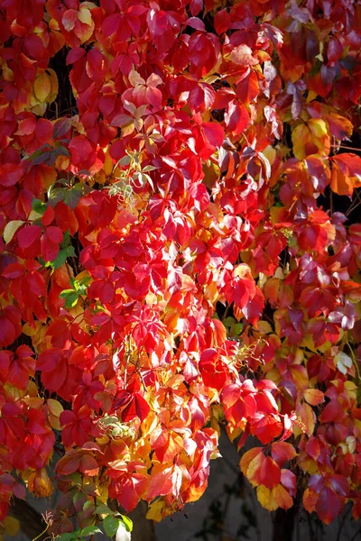 Glanzend Zonlicht Bladeren Van Parthenocissus Quinquefolia Rood Groen Geel Paars — Stockfoto