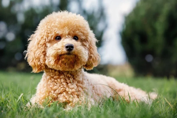 Young Poodle Seen Laying Stretched Well Maintained Garden Looking Photographer Stockfoto