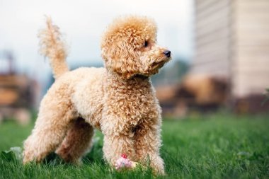 Bahçede çimlerin üzerinde duran sevimli bir kaniş köpeğinin portresi..