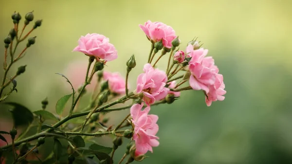 stock image Closeup Shot of Beautiful Pink Polyantha Rose, Fairy Rose (Selective Focus, Blurred Background). The photo is suitable for use as a banner for website design.