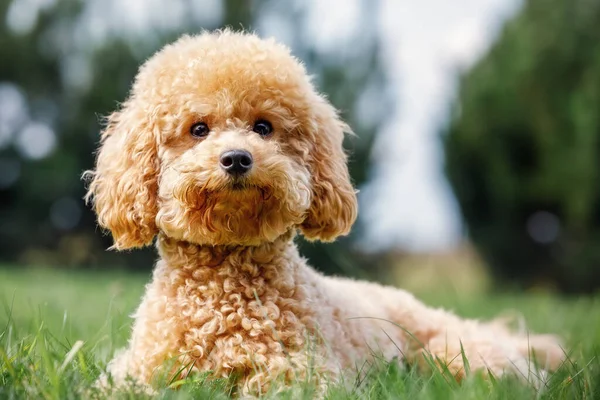 草の上のプール 自然の中で犬 プードルの犬の品種 子犬は横になり 笑顔とカメラのポーズ — ストック写真