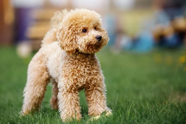 Милый Маленький Золотой Пудель Стоит Зеленой Лужайке Парке Счастливая Собака — стоковое фото