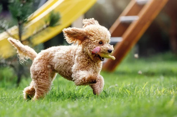 Cute small golden colour dog running playfully on green lawn in the park. Happy dog flies quickly and carries a rubber chicken-shaped toy in its mouth.