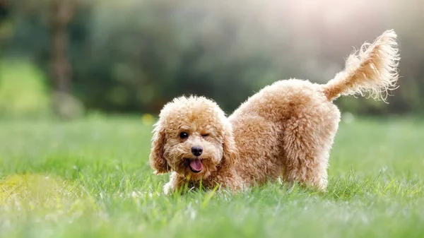 Cachorro Una Pose Juguetona Sobresaliendo Lengua Cerrando Ojo Como Sonriendo —  Fotos de Stock