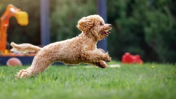 Very Small Poodle Moving Fast Green Meadow Photo Stopped Dog Stockafbeelding