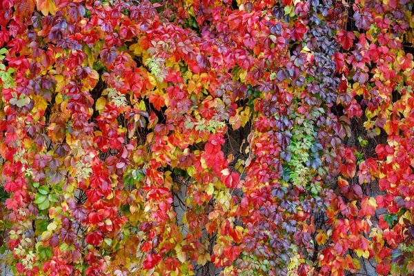 Beautiful Jagged Red Leaves Parthenocissus Quinquefolia Sunny Day Autumn Background — Stock Photo, Image
