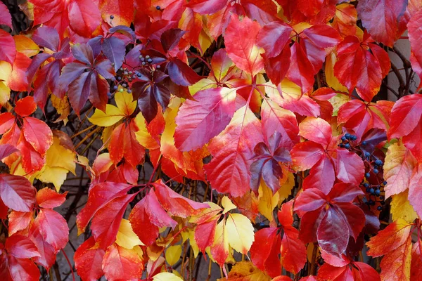 Autumn Leaves Boston Ivy Japanese Creeper Parthenocissus Tricuspidata — Stock Photo, Image