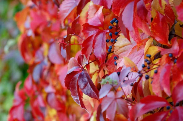 Beautiful Virginia Creeper Foliage Berries Autumn — Stock Photo, Image