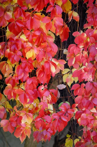 Wall Covered Mix Red Yellow Boston Ivy Leaves Parthenocissus Tricuspidata — Stock Photo, Image