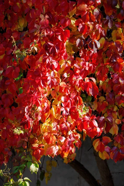 Climbing Plant Parthenocissus Tricuspidata Multicolor Foliage Autumn — Stock Photo, Image