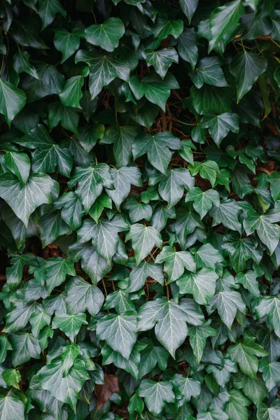 Hedera Helix Detalj Gröna Blad Poison Ivy Vintergröna Växt Gröna — Stockfoto