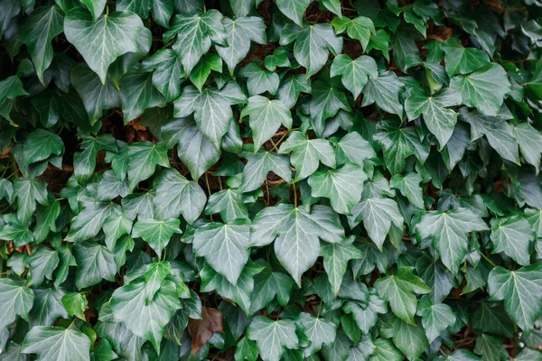 Duvardaki Doğal Sarmaşık Bitkileri Doğal Duvarda Büyüyen Yeşil Yapraklar Veya — Stok fotoğraf
