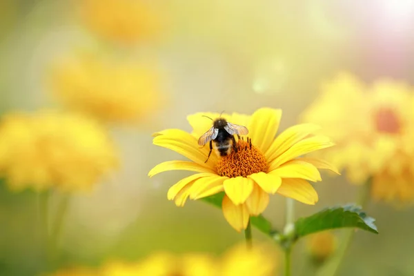 Bumblebee collecting honey on echinacea. Sunny summer background
