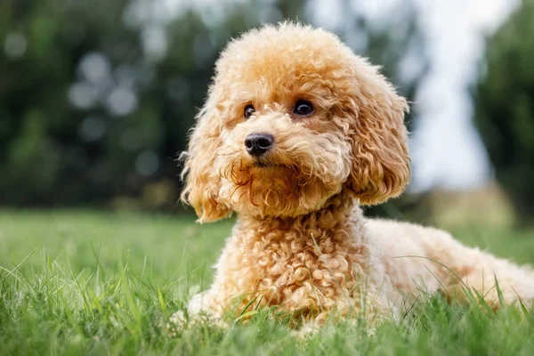 Kotoran Rumput Anjing Alam Anjing Poodle Berkembang Biak Siap Untuk — Stok Foto