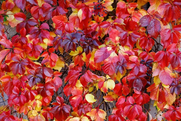 Red Gold Parthenocissus Tricuspidata Veitchii Boston Ivy Facade Two Story — Stock Photo, Image