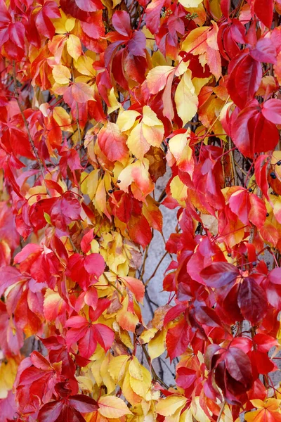Red Yellow Leaves Autumnal Climbing Plant Parthenocissus Species — Stock Photo, Image