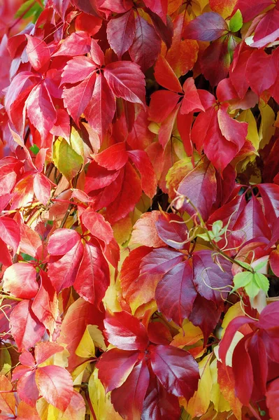 Autumn Background Multicolor Leaves Parthenocissus — Stock Photo, Image