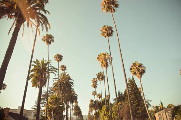 Güneş Altındaki Palmiye Ağaçlarının Alçak Açılı Görüntüsü — Stok fotoğraf