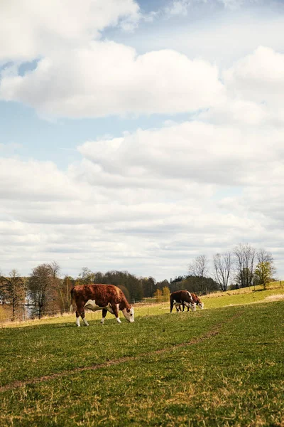 Vacas Marrons Pastando Campo — Fotografia de Stock