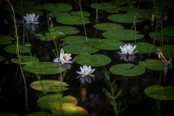 Квітка Водяної Лілії Ставку — стокове фото