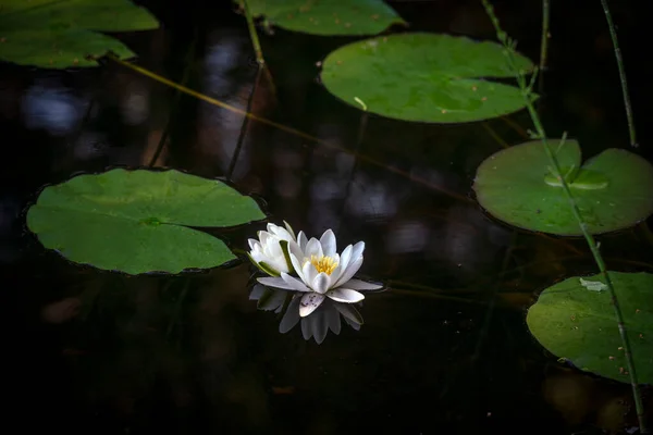 Kwiat Lilii Wodnej Stawie — Zdjęcie stockowe
