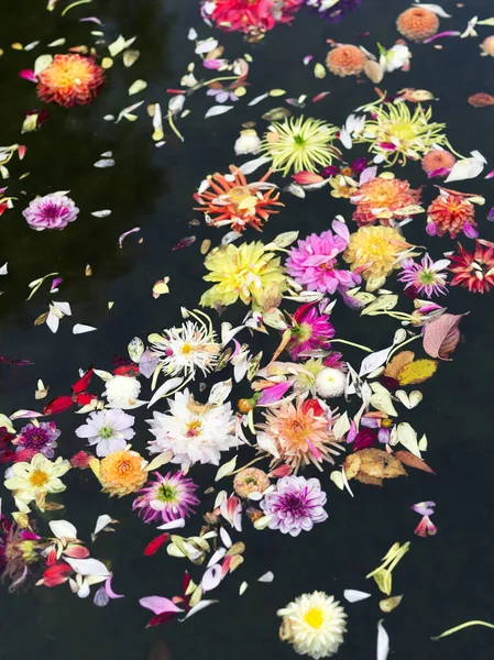 Цветы Далии Плавают Пруду — стоковое фото