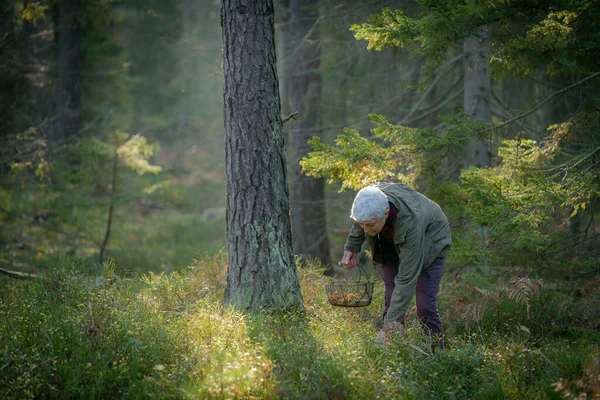 Старшая Женщина Собирает Грибы Лесу — стоковое фото