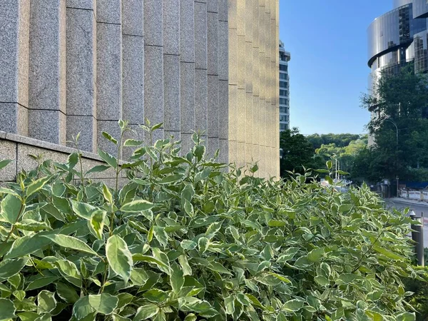 Arbustos Verdes Creciendo Centro Cerca Los Edificios Del Centro Negocios — Foto de Stock