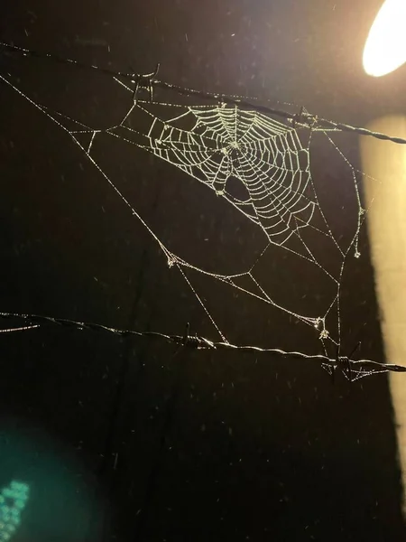 안개낀 에비오는 물방울로 거미줄에 비추는 — 스톡 사진