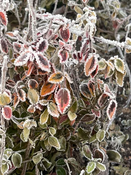 Close Leaves Covered Morning Frost — Stockfoto